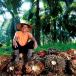 Harga TBS Sawit Jambi Nyaris Stagnan, Petani Kian Lesu di Level Rp3.706 per Kg