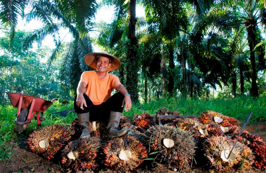 Harga TBS Sawit Jambi Nyaris Stagnan, Petani Kian Lesu di Level Rp3.706 per Kg