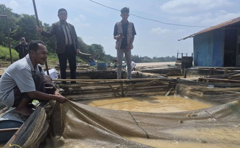Petani Merugi! Puluhan Ton Ikan Mati di Jaluko, Sungai Batanghari Makin Sekarat