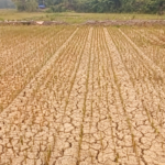 Kekeringan Ancam Produksi Beras Batang Hari, 183 Hektare Sawah Masih Kritis