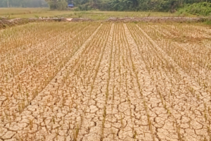 Kekeringan Ancam Produksi Beras Batang Hari, 183 Hektare Sawah Masih Kritis