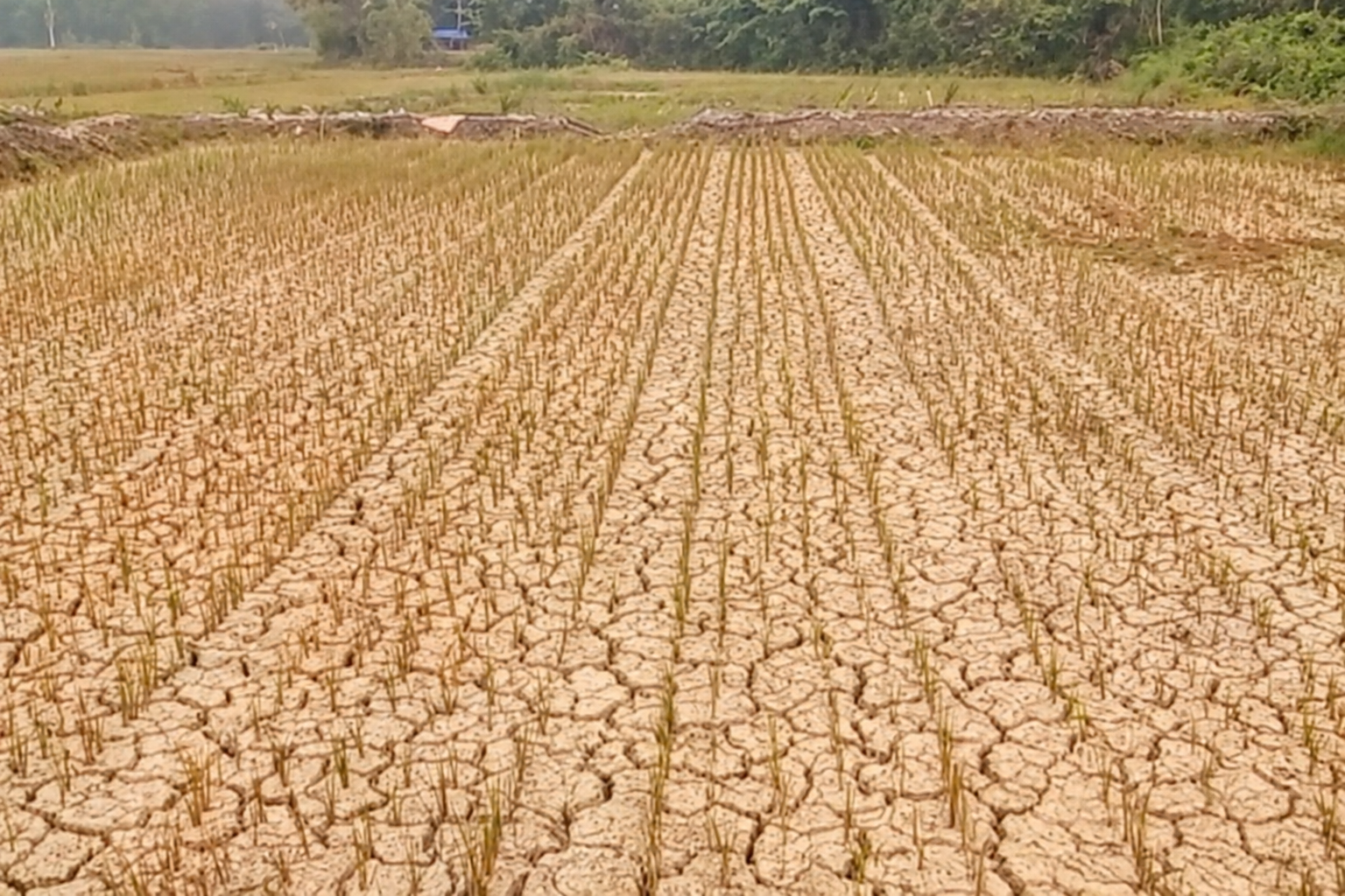 Kekeringan Ancam Produksi Beras Batang Hari, 183 Hektare Sawah Masih Kritis
