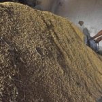 Harga Beras Premium Naik 10 Persen, BPS Ungkap Kondisi Harga di Penggilingan hingga Eceran