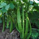 Bukan Cuma Pengganti Kedelai, Kacang Koro Dibidik Jadi Mesin Ekonomi Baru Jambi