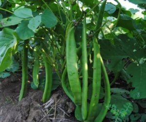 Siapkan 6 Hektare Lahan, Kacang Koro Dibidik Jadi Mesin Ekonomi Baru Jambi