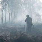 Bukan Cuma Hutan yang Hangus, Karhutla Ancam Lumpuhkan Ekonomi