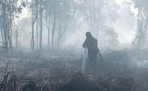 Bukan Cuma Hutan yang Hangus, Karhutla Ancam Lumpuhkan Ekonomi