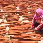 Buyer Eropa Lirik Kayu Manis Kerinci, Pemkab Bidik 1 Juta Bibit dalam 5 Tahun