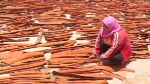 Buyer Eropa Lirik Kayu Manis Kerinci, Pemkab Bidik 1 Juta Bibit dalam 5 Tahun