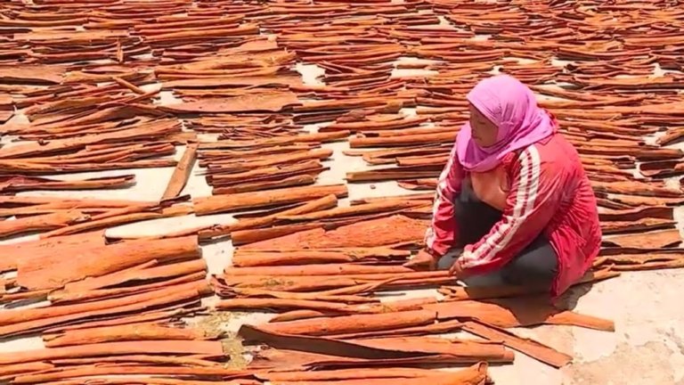 Buyer Eropa Lirik Kayu Manis Kerinci, Pemkab Bidik 1 Juta Bibit dalam 5 Tahun