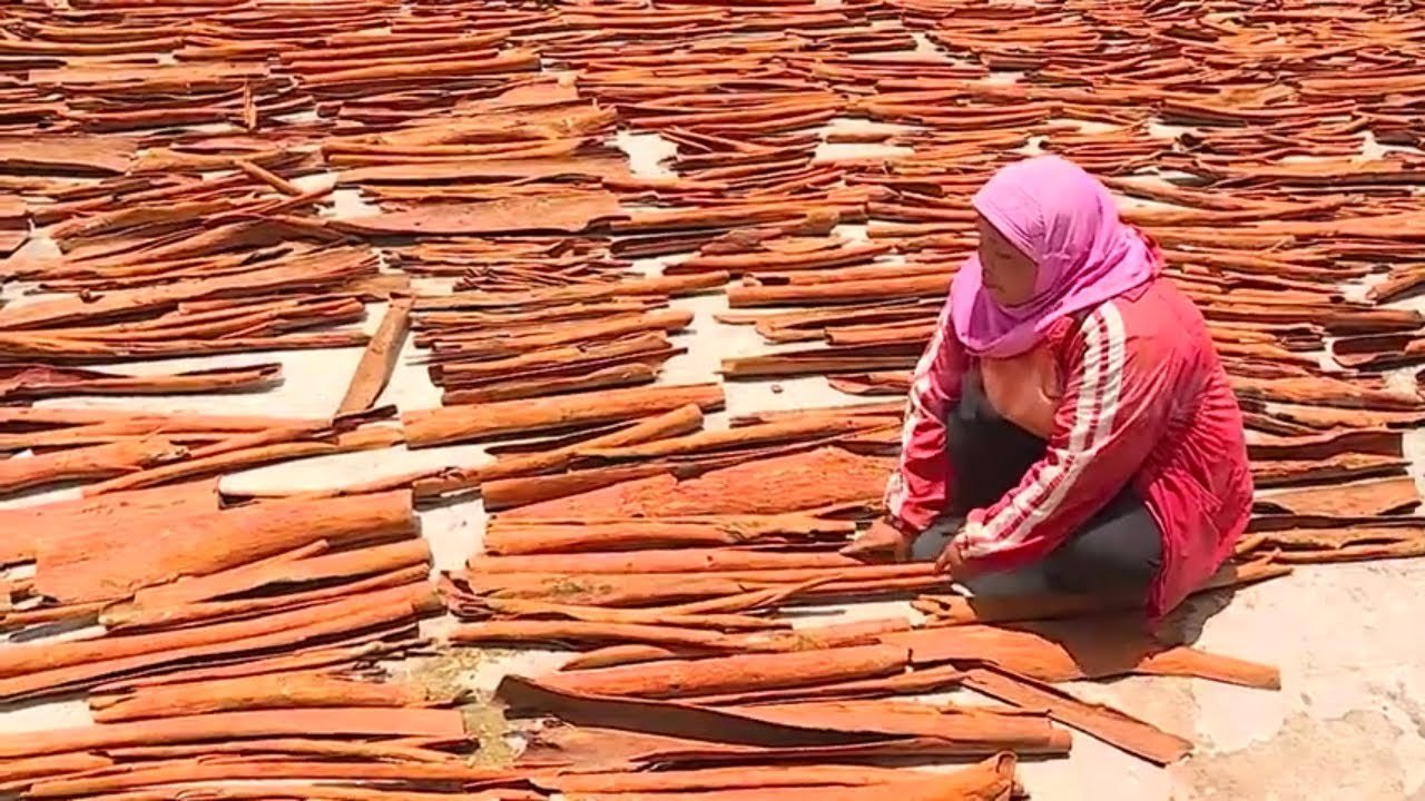 Buyer Eropa Lirik Kayu Manis Kerinci, Pemkab Bidik 1 Juta Bibit dalam 5 Tahun