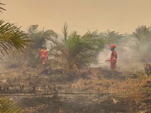 Karhutla Jambi Capai 5.106 Hektare, Asap Ancam Kesehatan dan Aktivitas Ekonomi Warga