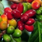 Bukan Arabika, Bukan Robusta! Kopi Gambut Tanjab Barat Ini Bisa Jadi Ladang Cuan