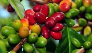 Bukan Arabika, Bukan Robusta! Kopi Gambut Tanjab Barat Ini Bisa Jadi Ladang Cuan