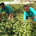 Aroma Cuan dari Kerinci! Nilam Lokal Dibidik Tembus Pasar Ekspor