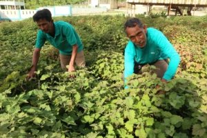 Aroma Cuan dari Kerinci! Nilam Lokal Dibidik Tembus Pasar Ekspor