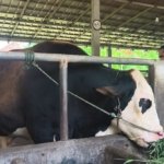 Prabowo Serahkan Sapi Kurban 1,3 Ton ke Istiqlal, Total 1.098 Ekor Disalurkan ke Seluruh Indonesia