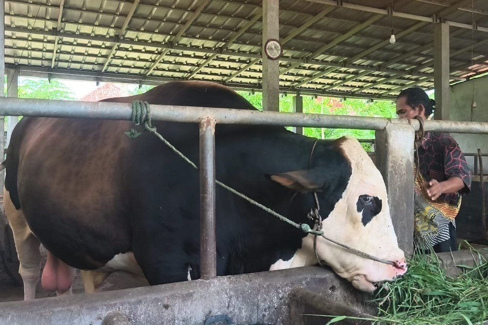 Prabowo Serahkan Sapi Kurban 1,3 Ton ke Istiqlal, Total 1.098 Ekor Disalurkan ke Seluruh Indonesia