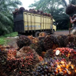 Tak Main-Main! Mentan Ancam Perusahaan Sawit Penekan Harga TBS