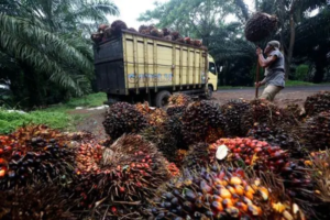 Tak Main-Main! Mentan Ancam Perusahaan Sawit Penekan Harga TBS