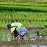 Lahan Sawah Mengering, Jadwal Tanam Padi Ketiga di Tanjabtim Tertunda