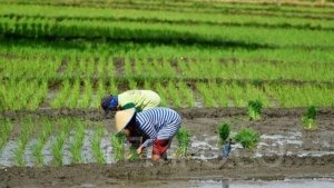 Lahan Sawah Mengering, Jadwal Tanam Padi Ketiga di Tanjabtim Tertunda