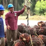 Harga TBS Sawit Jambi Turun Lagi, Jadi Rp3.879 per Kilogram Periode 14–20 Agustus 2026