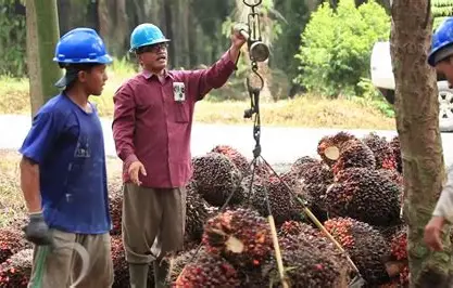 Harga TBS Sawit Jambi Turun Lagi, Jadi Rp3.879 per Kilogram Periode 14–20 Agustus 2026