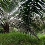 PSR Merangin Baru 144 Hektare, Pendapatan Petani Sawit Terancam Selama Masa Peremajaan