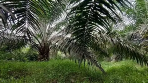 PSR Merangin Baru 144 Hektare, Pendapatan Petani Sawit Terancam Selama Masa Peremajaan