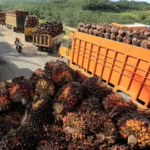 Gapki: Industri sawit miliki fondasi kuat di aspek keselamatan kerja