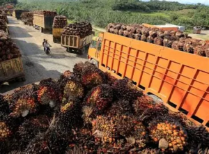 Gapki: Industri sawit miliki fondasi kuat di aspek keselamatan kerja