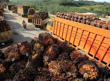 Gapki: Industri sawit miliki fondasi kuat di aspek keselamatan kerja