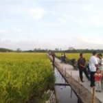3.771 Hektare Sawah Tanjabtim Aman dari Kekeringan, 275 Pompa Air Disiagakan