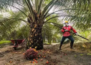 Harga TBS Sawit Jambi Turun Jadi Rp3.758 per Kg