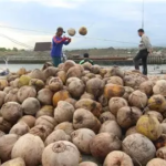Ekspor Kelapa Tanjab Timur Tembus Pasar Malaysia