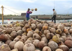 Ekspor Kelapa Tanjab Timur Tembus Pasar Malaysia