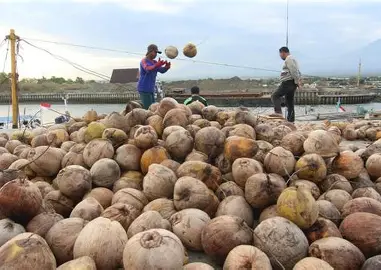 Ekspor Kelapa Tanjab Timur Tembus Pasar Malaysia