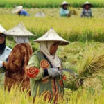 NTP Jambi Tembus 190,26, Daya Beli Petani Makin Menguat
