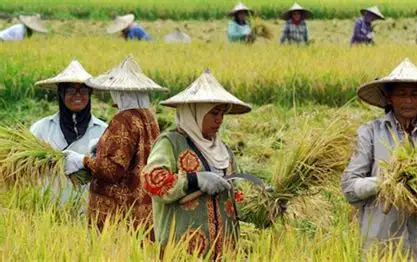 NTP Jambi Tembus 190,26, Daya Beli Petani Makin Menguat