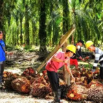 Sawit dan Karet Jadi Penopang, NTP Jambi Naik 13,35 Persen Setahun