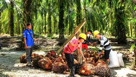 Sawit dan Karet Jadi Penopang, NTP Jambi Naik 13,35 Persen Setahun