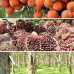 Potensi Pertanian Jambi Melimpah, Al Haris Ungkap Sawit hingga Kayu Manis Jadi Andalan