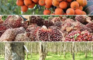 Potensi Pertanian Jambi Melimpah, Al Haris Ungkap Sawit hingga Kayu Manis Jadi Andalan
