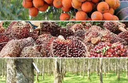 Potensi Pertanian Jambi Melimpah, Al Haris Ungkap Sawit hingga Kayu Manis Jadi Andalan