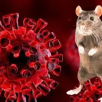 3 Kasus Hantavirus Ditemukan di Jakarta, 6 Suspek Masih Dipantau Dinkes