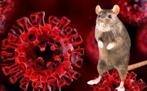 3 Kasus Hantavirus Ditemukan di Jakarta, 6 Suspek Masih Dipantau Dinkes