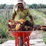 Harga Sawit Jambi Hari Ini Naik Jadi Rp3.634 per Kg, Cek Rincian Harga TBS Terbaru