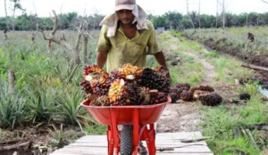 Harga Sawit Jambi Hari Ini Naik Jadi Rp3.634 per Kg, Cek Rincian Harga TBS Terbaru