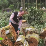 Harga Kayu Manis Juni 2026 Rp18 Ribu–Rp120 Ribu per Kg